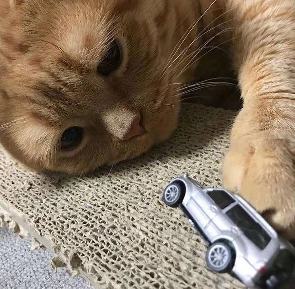 日本小丧猫凭“厌世脸”火遍全网，30w网友心都被萌化了…