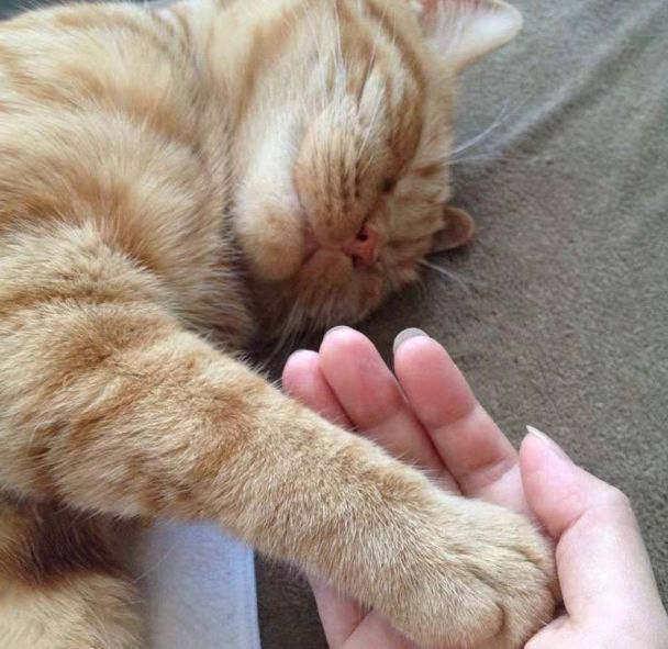 日本小丧猫凭“厌世脸”火遍全网，30w网友心都被萌化了…