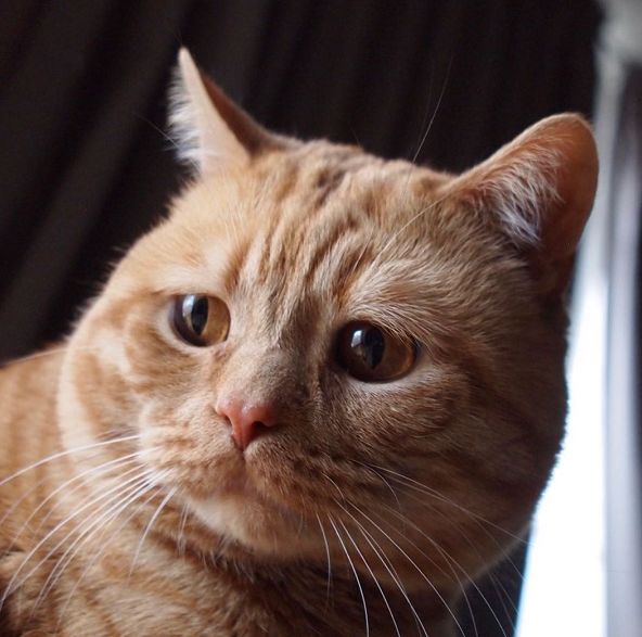 日本小丧猫凭“厌世脸”火遍全网，30w网友心都被萌化了…