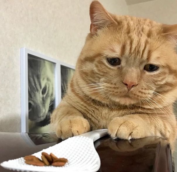 日本小丧猫凭“厌世脸”火遍全网，30w网友心都被萌化了…