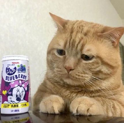 日本小丧猫凭“厌世脸”火遍全网，30w网友心都被萌化了…