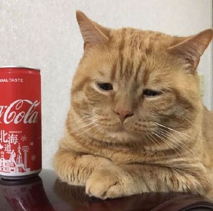 日本小丧猫凭“厌世脸”火遍全网，30w网友心都被萌化了…