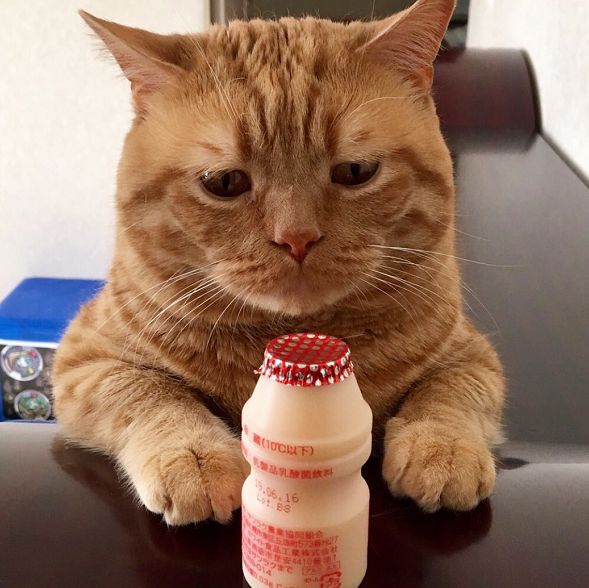 日本小丧猫凭“厌世脸”火遍全网，30w网友心都被萌化了…