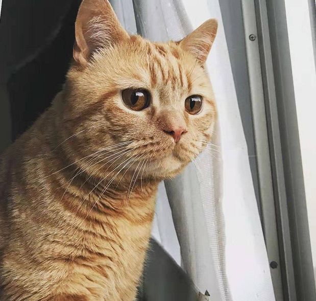 日本小丧猫凭“厌世脸”火遍全网，30w网友心都被萌化了…