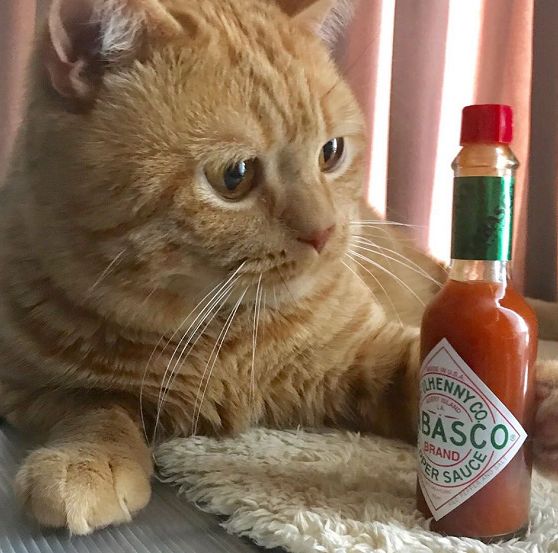 日本小丧猫凭“厌世脸”火遍全网，30w网友心都被萌化了…