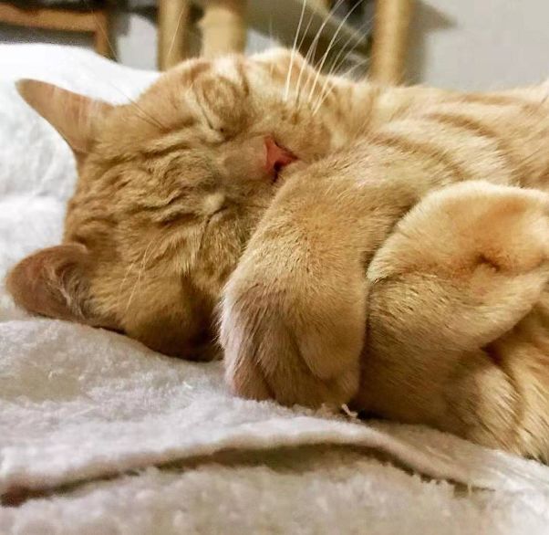 日本小丧猫凭“厌世脸”火遍全网，30w网友心都被萌化了…