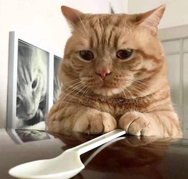 日本小丧猫凭“厌世脸”火遍全网，30w网友心都被萌化了…