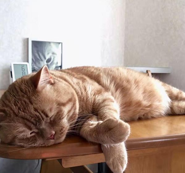 日本小丧猫凭“厌世脸”火遍全网，30w网友心都被萌化了…