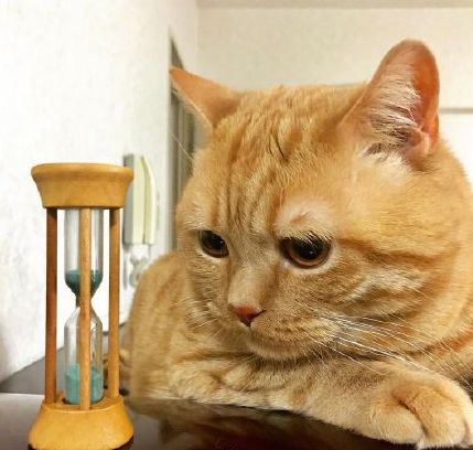 日本小丧猫凭“厌世脸”火遍全网，30w网友心都被萌化了…