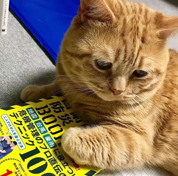 日本小丧猫凭“厌世脸”火遍全网，30w网友心都被萌化了…