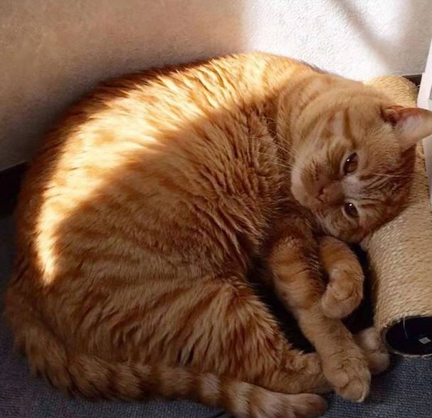 日本小丧猫凭“厌世脸”火遍全网，30w网友心都被萌化了…