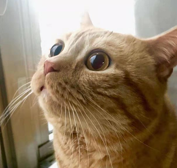 日本小丧猫凭“厌世脸”火遍全网，30w网友心都被萌化了…