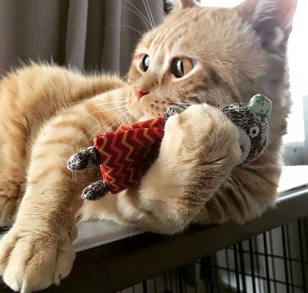 日本小丧猫凭“厌世脸”火遍全网，30w网友心都被萌化了…