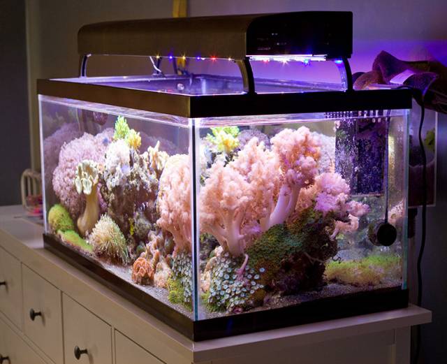 没有心脏的水母,没有心脏的海洋生物