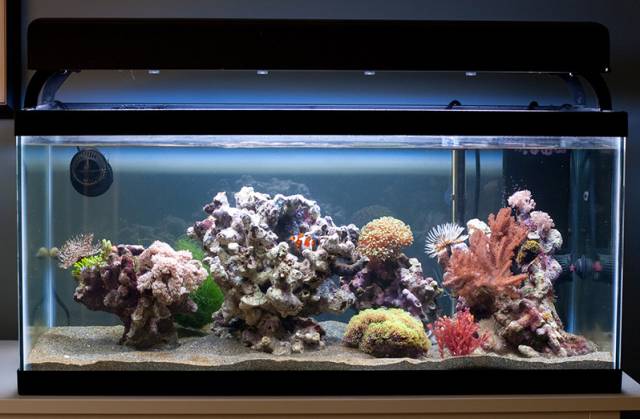 没有心脏的水母,没有心脏的海洋生物