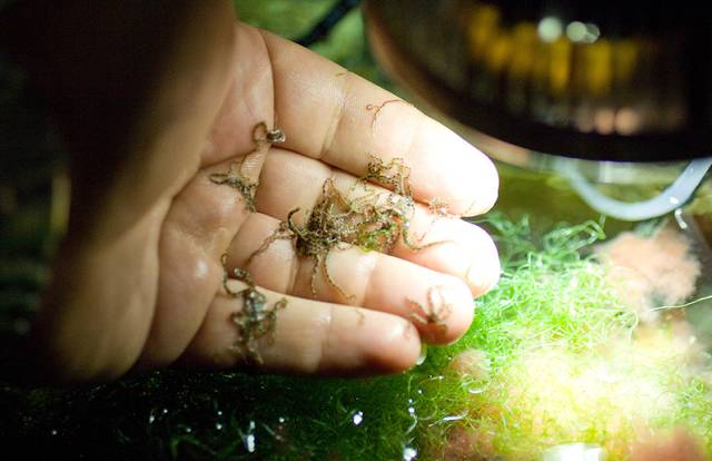 没有心脏的水母,没有心脏的海洋生物