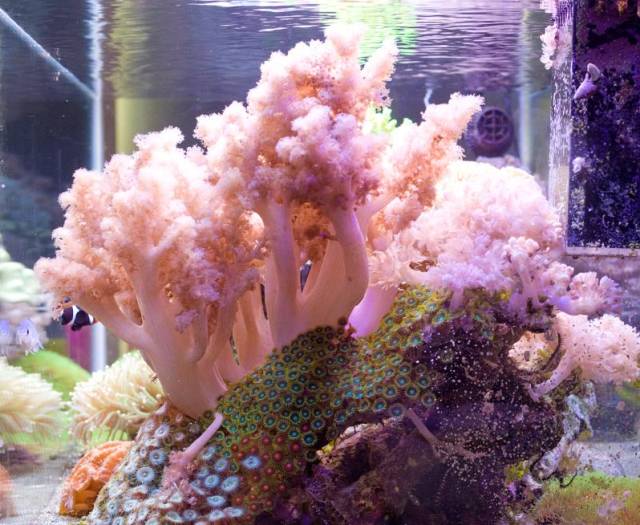 没有心脏的水母,没有心脏的海洋生物