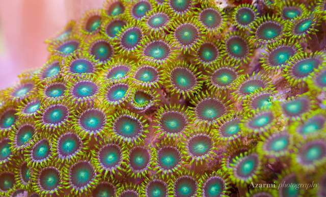 没有心脏的水母,没有心脏的海洋生物