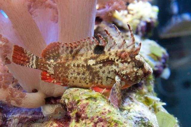 没有心脏的水母,没有心脏的海洋生物