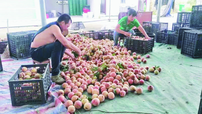 沈阳水果批发市场桃子代销,市区水果店能开桃子代销吗