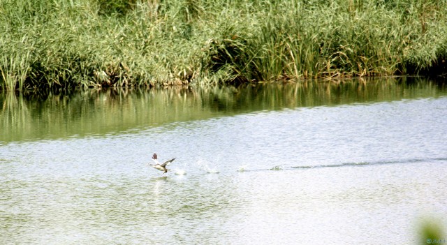 南湖湿地公园图片大全,南湖湿地公园四季风景皆美