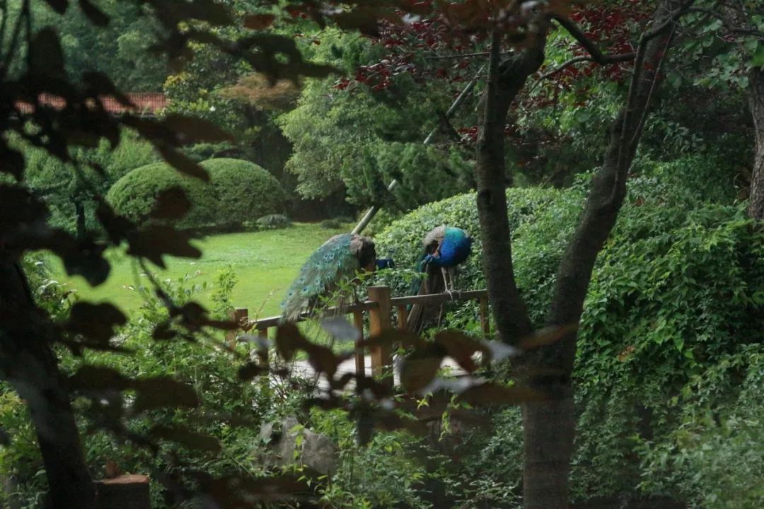 西郊宾馆美如画,西郊宾馆5000平别墅