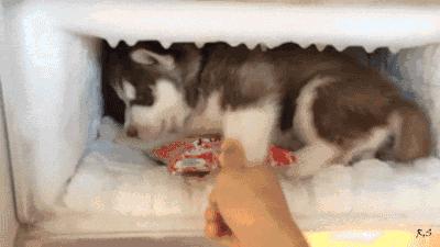 狗狗中暑抢救按腹部抢救,狗狗中暑抢救费用