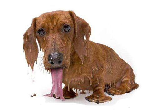 狗狗中暑抢救按腹部抢救,狗狗中暑抢救费用