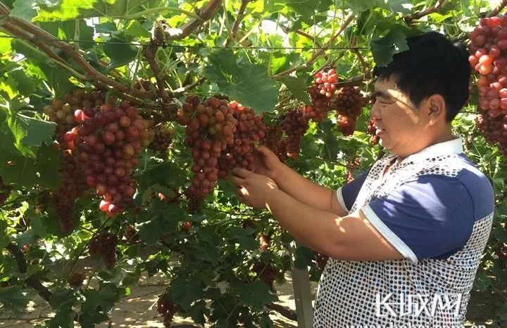 今日new衡水丨衡水1女子4只手指被绞断！高速上，一头乱窜的猪闯祸了···