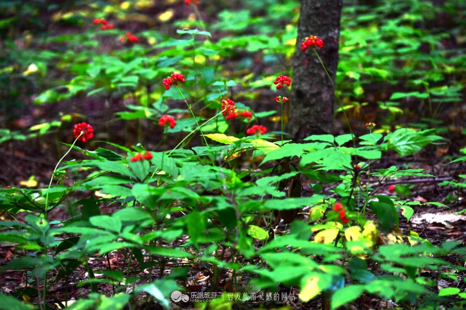 云岭深山自然美景,云岭野山参风景旅游区