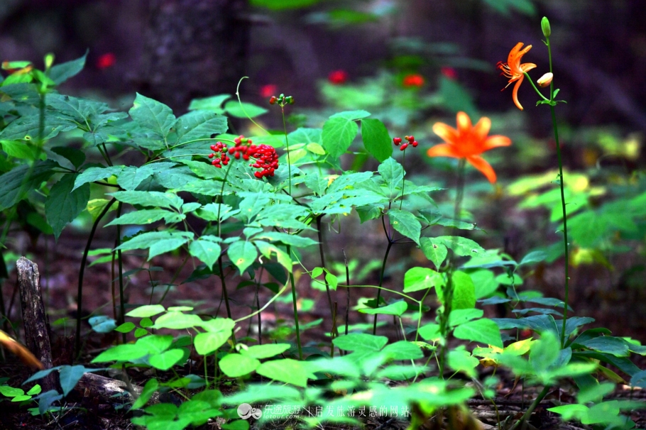 云岭深山自然美景,云岭野山参风景旅游区