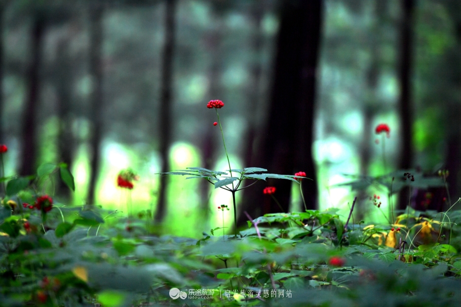 云岭深山自然美景,云岭野山参风景旅游区