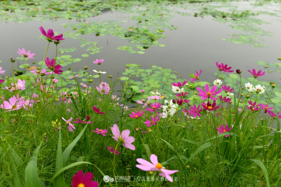 云岭深山自然美景,云岭野山参风景旅游区