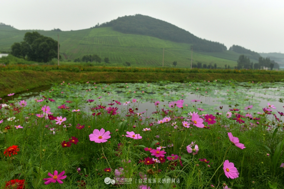 云岭深山自然美景,云岭野山参风景旅游区