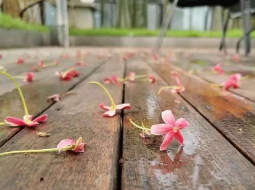 青舍行走｜大城隐士张军的「自在」路