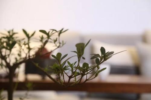 青舍行走｜大城隐士张军的「自在」路