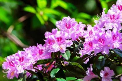 成都附近天然氧吧旅游,成都天然氧吧