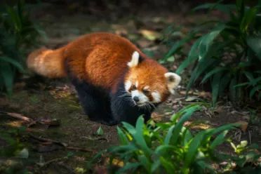 成都附近天然氧吧旅游,成都天然氧吧