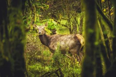 成都附近天然氧吧旅游,成都天然氧吧