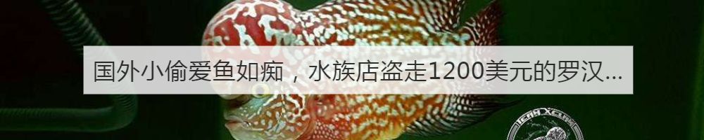 自制鱼缸鱼便收集器视频教程全集,自制diy鱼缸防跳盖