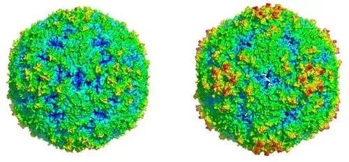 七问七答埃可病毒11型！