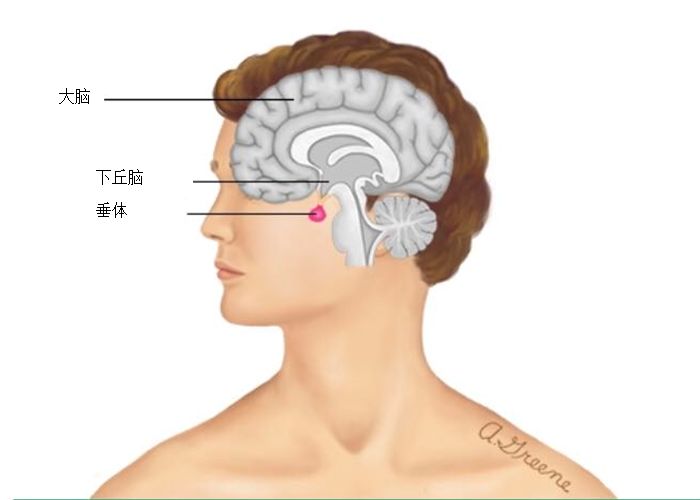 什么？！打嗝止不住是脑子有问题？