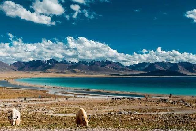 海子最伤感的诗句,海子经典诗歌感动原文