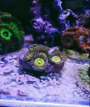 无蛋分无过滤还用自来水？实在是佩服