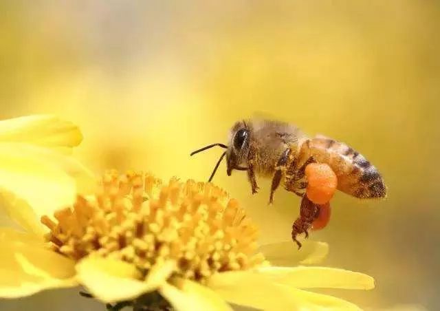 蜂胶到底是什么样子,蜂胶大部分都是真的吗