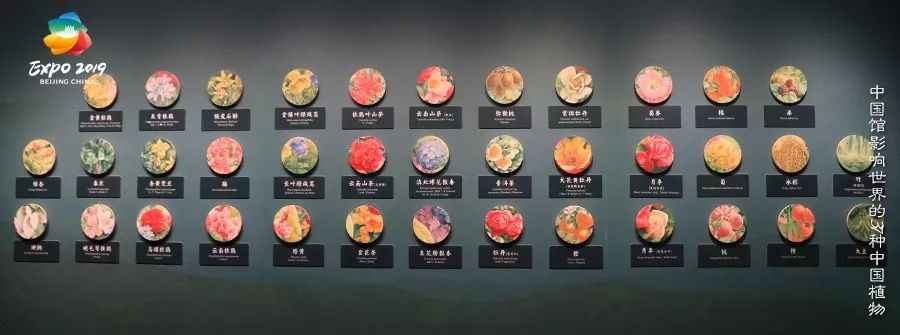 世园藏珍奇|再看中国馆里的兰中“美娇娘”——带叶兜兰