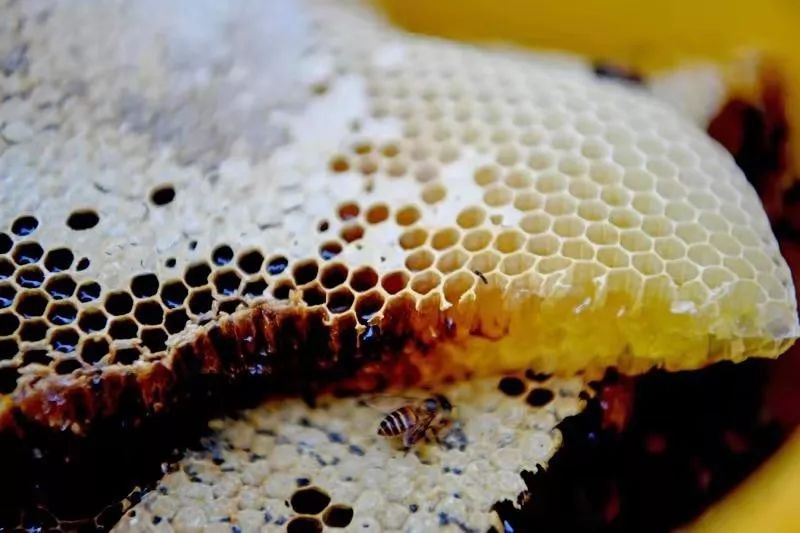 铅山天柱山:山中木桶成“绿色提款机”