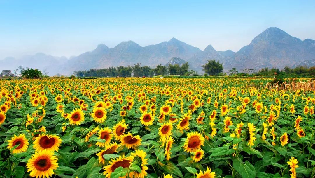 上林旅游打卡地,上林游玩景点推荐