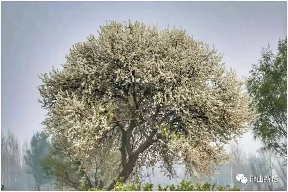 一分钟了解邯郸邯山区,邯郸邯山区介绍