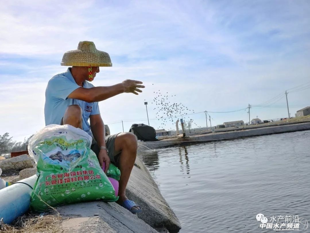 国内能养的虎类品种排行,什么品种的虎最好养